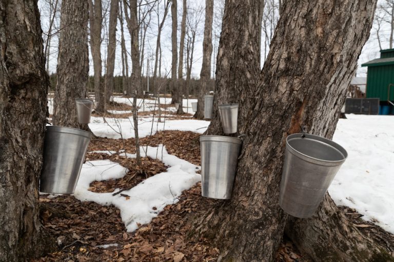 Stoneham and Tewkesbury |  A man died in a maple grove while felling trees