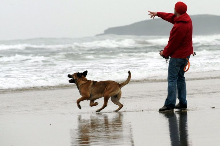 Study |  Dogs understand us