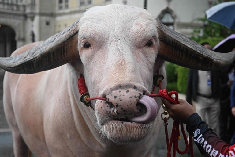 Thailand falls in love with a giant buffalo