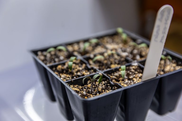 The ABCs of seedlings |  The Press