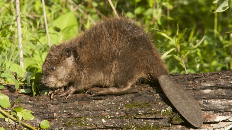 The beaver protects ecosystems from global warming