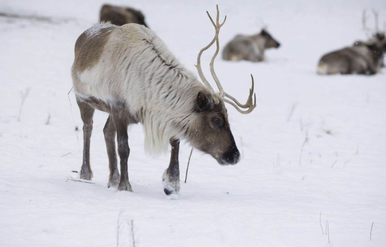 The recreational tourism sector in Gaspésie is impatient with the delays in adopting the strategy for the protection of forest and mountain caribou