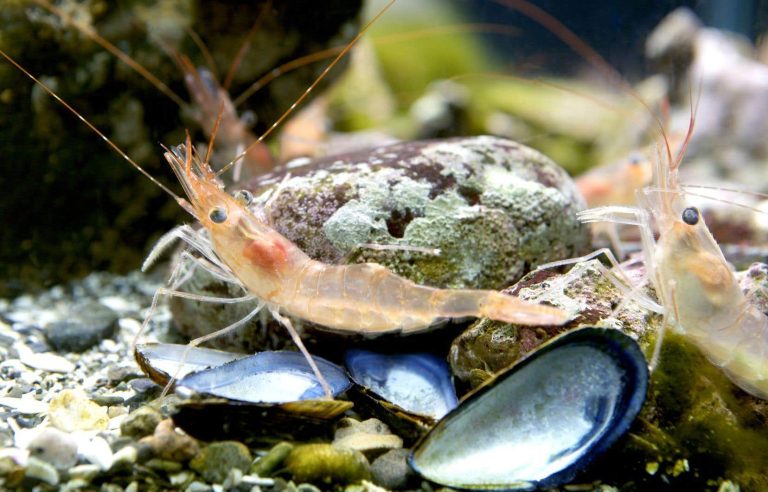 To eat sustainably, northern shrimp from the St. Lawrence should be avoided