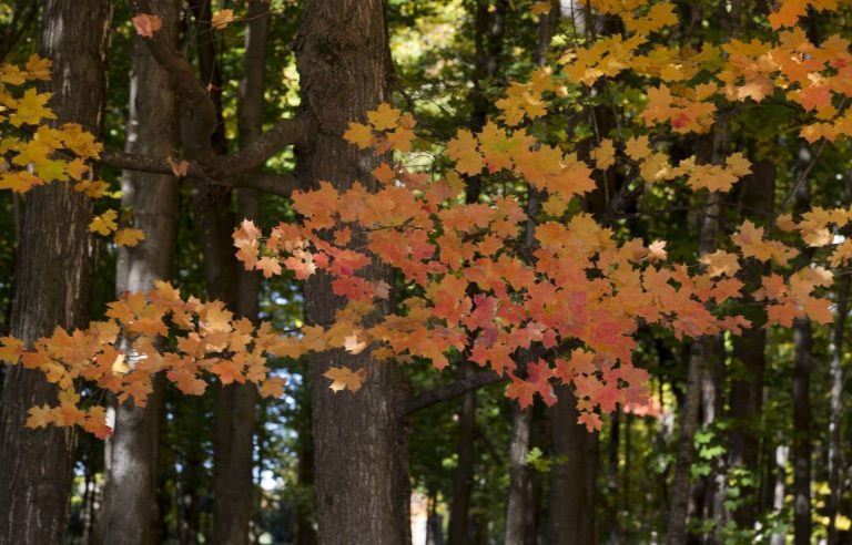 Trees saved from neighbor’s chainsaw by Court of Appeal