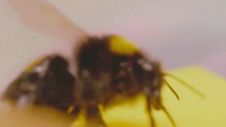 VIDEO.  Study shows bumblebees can pass on skills