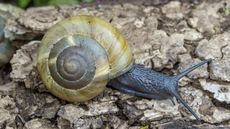 who will be elected mollusk of the year?