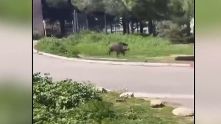 a wild boar charges the students of a middle and high school