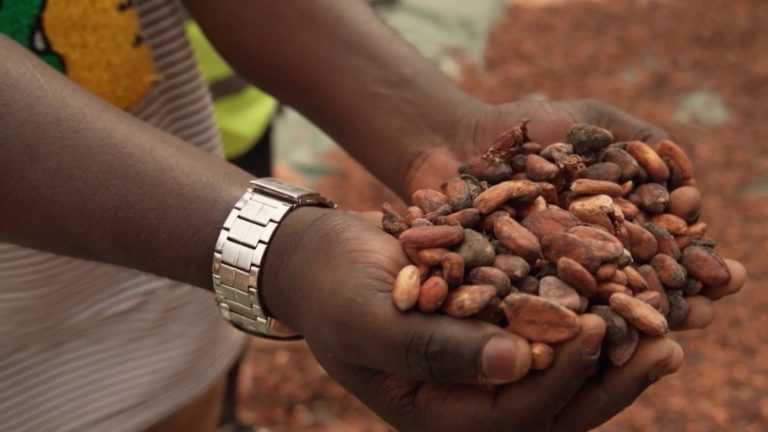 at the heart of cocoa trafficking