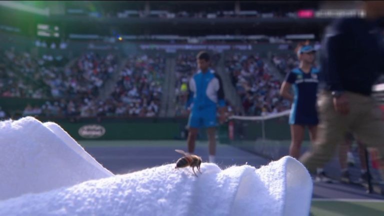 bees interrupt a match at the Indian Wells tournament in the United States