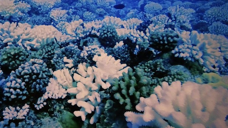 broadcasting certain sounds helps restore damaged corals, according to a study