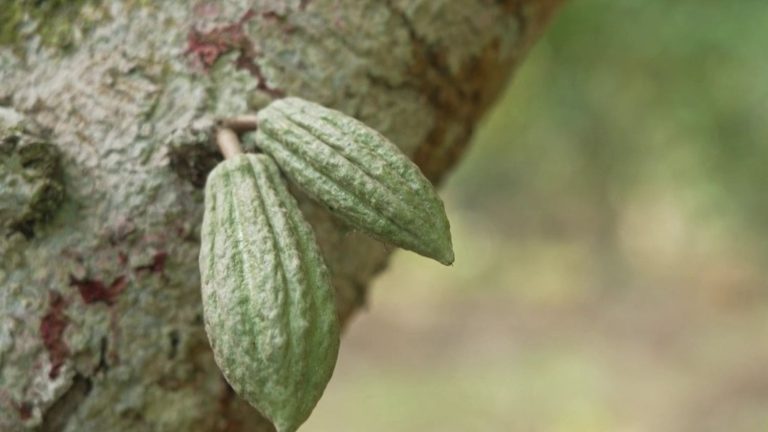 cocoa producers turn to agroforestry