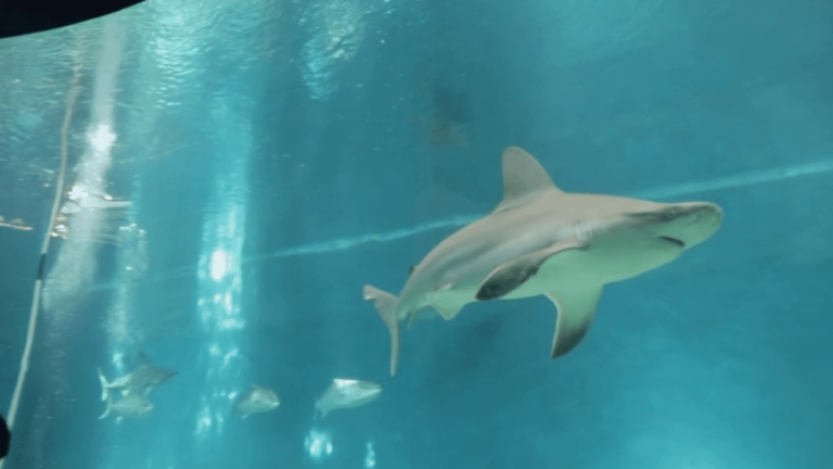 diving among sharks, with aquariologists from Genoa