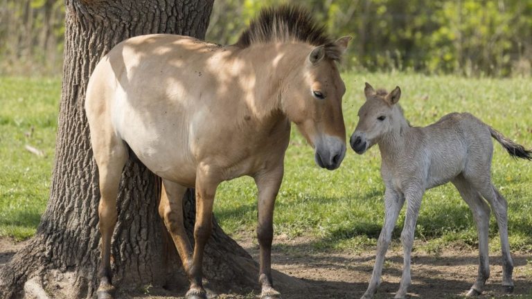 eight Przewalski horses to be reintroduced to Kazakhstan by Prague and Berlin zoos