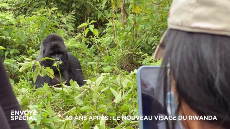 every day, a few dozen tourists spend an hour with the gorillas for $1,500