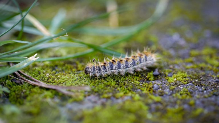 faced with the invasion of processionary caterpillars, titmouses called to the rescue