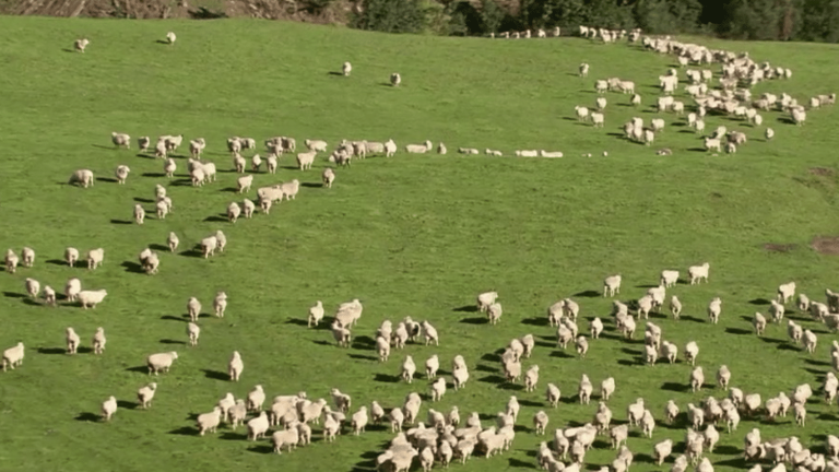 how can we explain the price difference between French lambs and those from New Zealand?