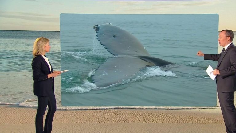 humpback whales threatened by marine heat waves