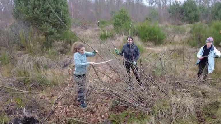 in Fontainebleau, volunteers try to save the forest from invasive species