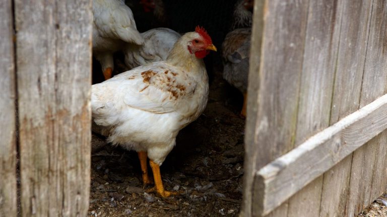 in Ukraine, these agricultural companies say they are forced to export chicken to Europe to survive