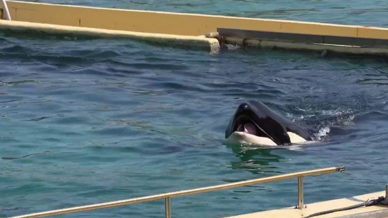 new death of an orca at Marineland