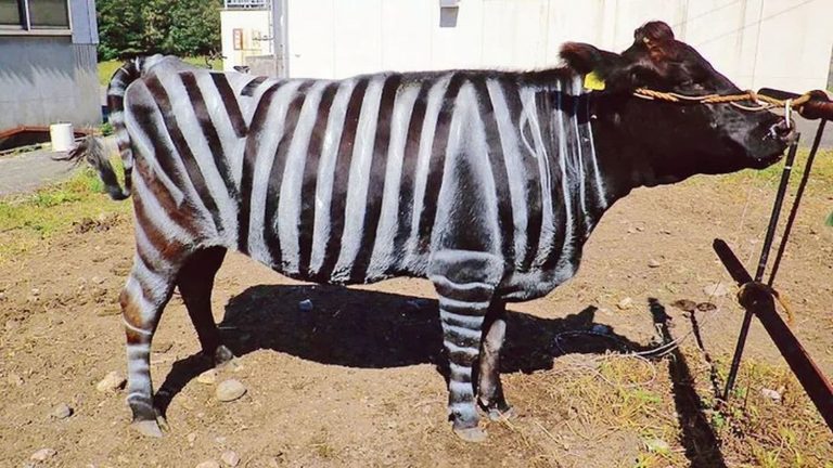 painting cows as zebras protects them from insects, study finds