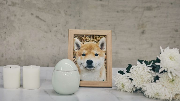 pet funerals subsidized by public authorities