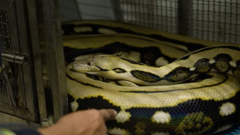 “snake hunters” capture reptiles with their bare hands