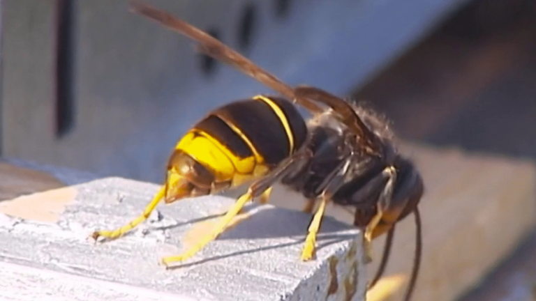 solutions to keep the Asian hornet away