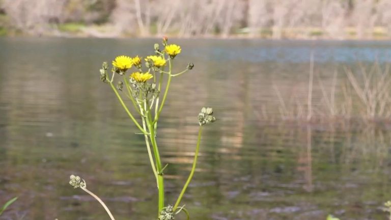 thanks to the rain, Broc Lake escapes drought