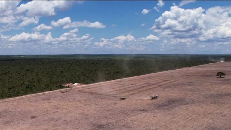 the Cerrado forest in Brazil, threatened by soy production