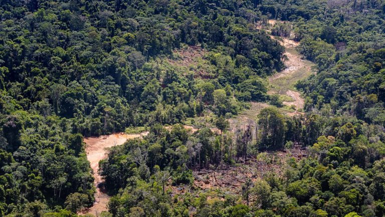 the associations hope that Emmanuel Macron “will not give in to the sirens of local industrialists”, warns the NGO Wild Legal