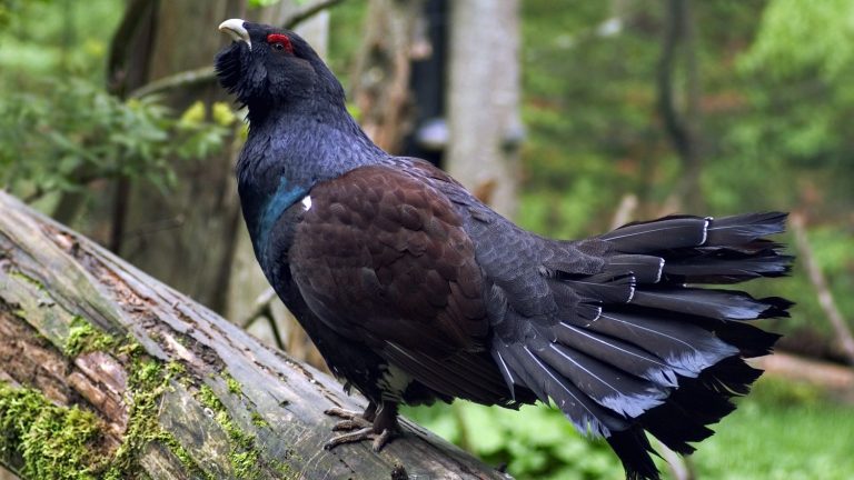 the capercaillie soon to be reintroduced in the Vosges?