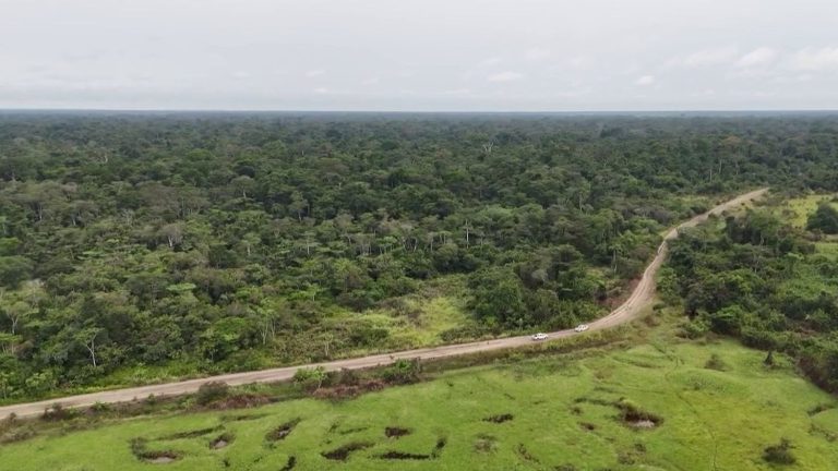 the forests of Congo, a green lung to be preserved