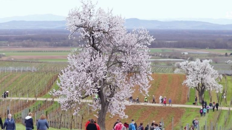 the spectacle of almond trees in bloom