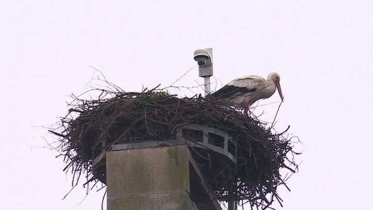 the storks are returning