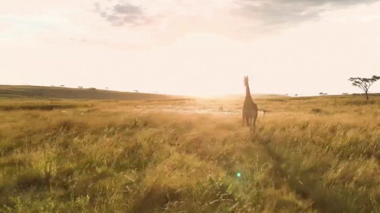 these French people who gave up everything for a dream life in the savannah