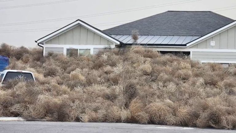 twirling bushes invade the cities