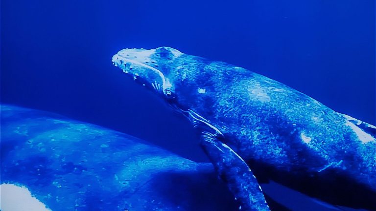 whales threatened with extinction, according to a study