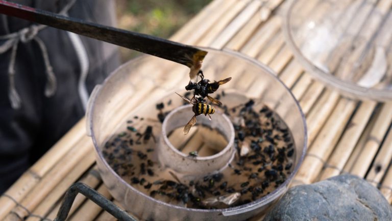 with the arrival of spring, beekeepers try as best they can to protect their hives