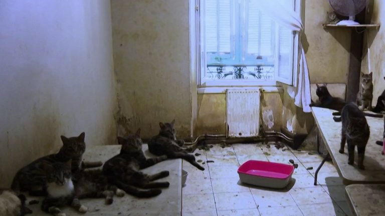 150 cats and dogs found in the home of a couple from Nice