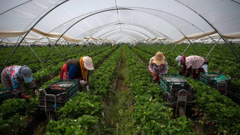 $7 strawberries grown in winter in Quebec: a good deal?