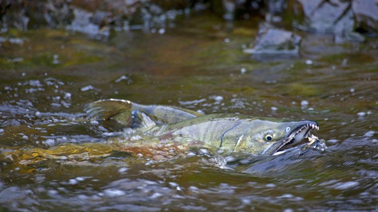 77,000 salmon miraculously survive an accident