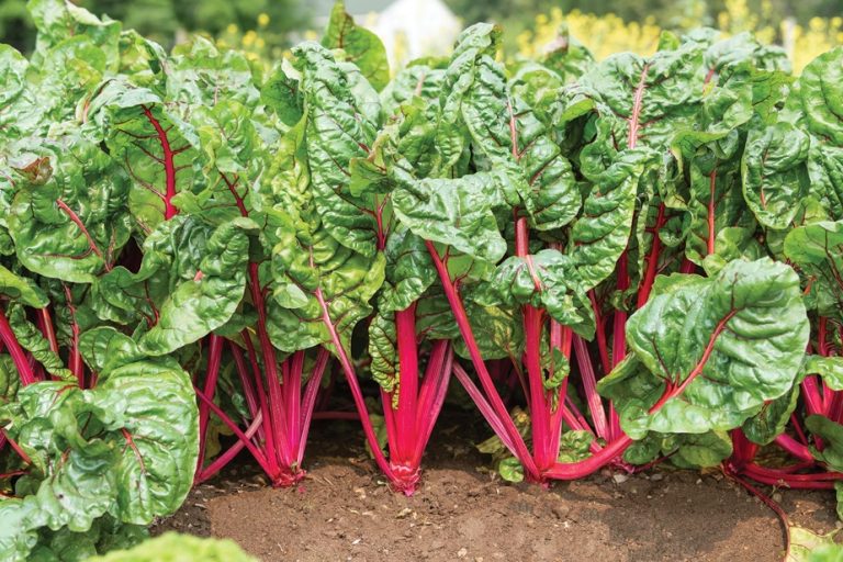 A beautiful Swiss chard to chew on