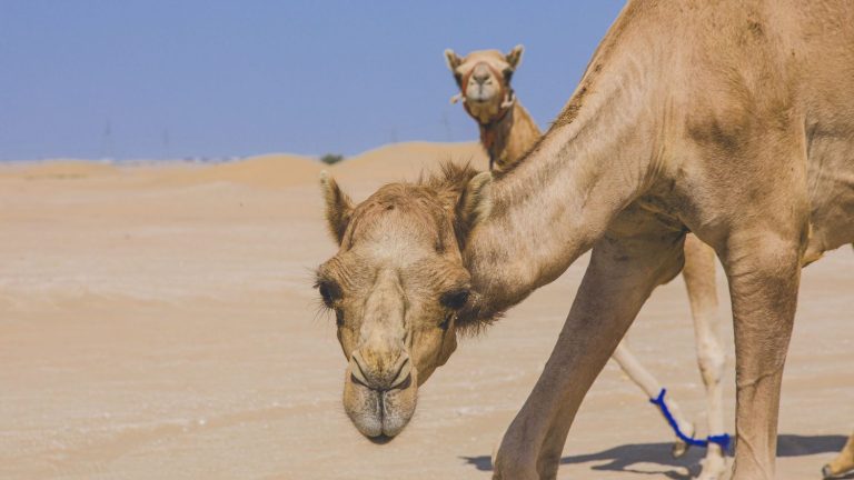 A camel parade in Paris arouses the anger of an animal rights association