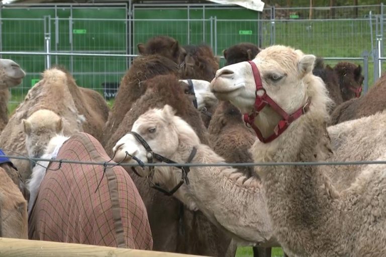 A parade of camelids banned near the Eiffel Tower