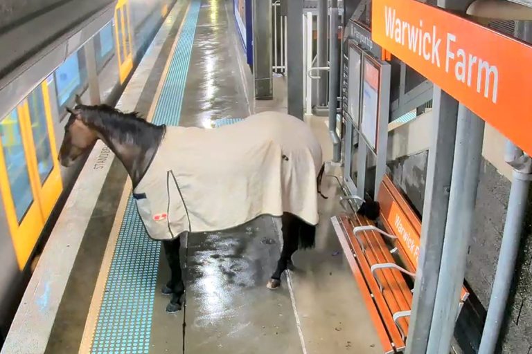 A racehorse surprises commuters at a train station in Australia