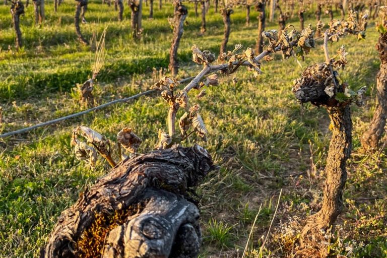 AOC Cahors |  Vines 90% ravaged by frost