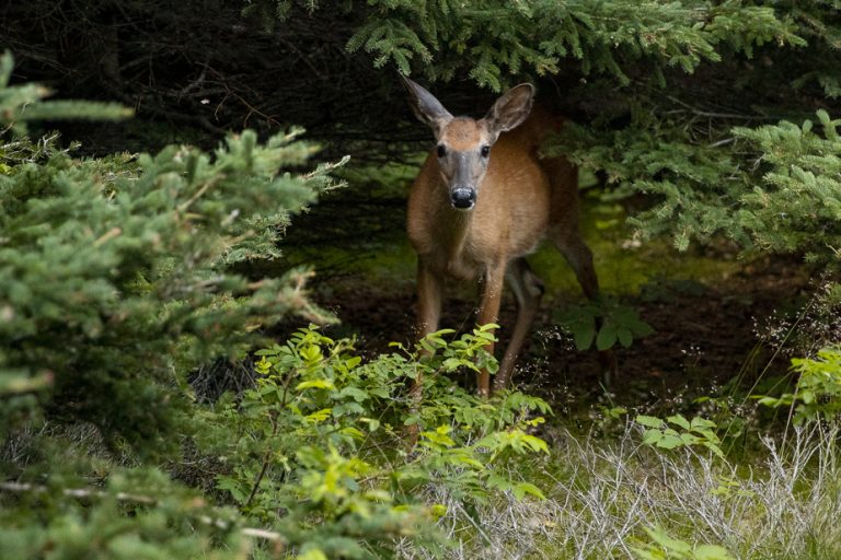 Anti-deer plants |  The Press