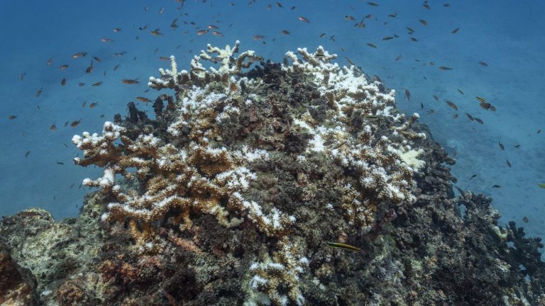 Are large coral reefs dying faster than expected?