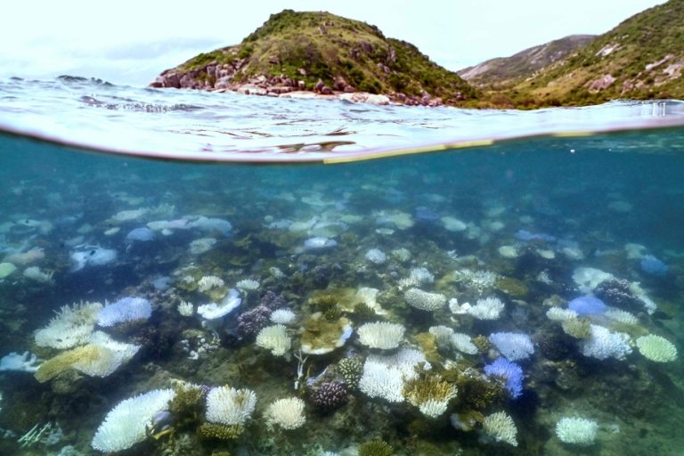 Australia |  The Great Barrier Reef hit by the worst bleaching episode ever observed